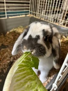 Holland Lop Bunny   cage - Photo 4