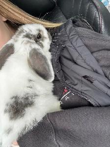 Holland Lop Bunny   cage - Photo 5