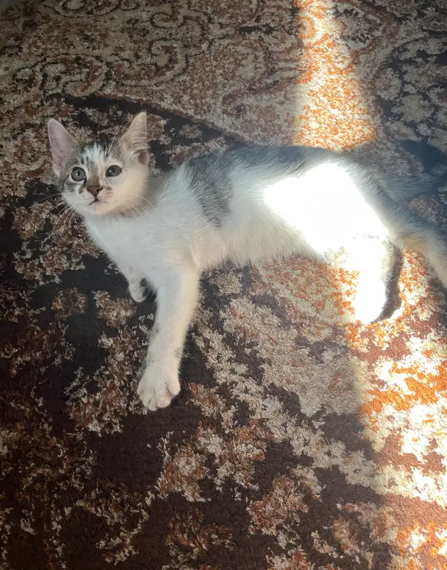 kitten for sale