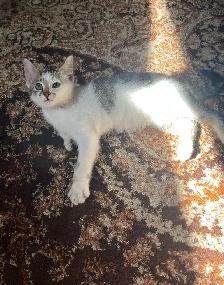 kitten for sale