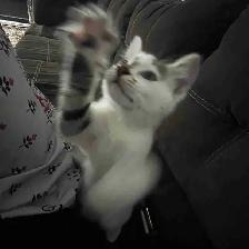 kitten for sale - Photo 2
