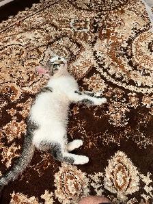 kitten for sale - Photo 3