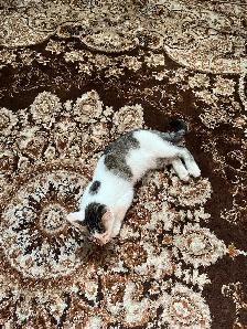 kitten for sale - Photo 4