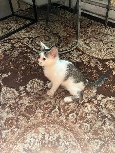 kitten for sale - Photo 5