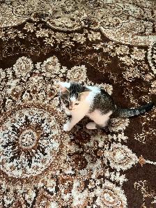 kitten for sale - Photo 6