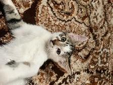 kitten for sale - Photo 7