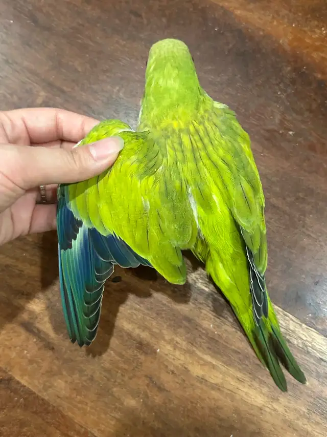 Quaker Opaline Green Baby