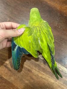 Quaker Opaline Green Baby