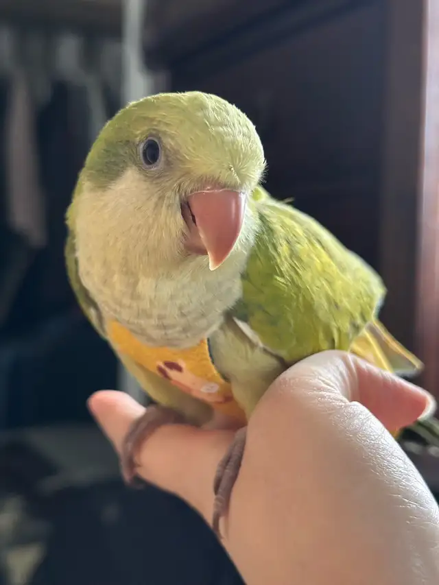 Tamed Green Opaline Quaker parrot