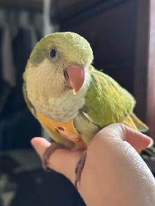Tamed Green Opaline Quaker parrot