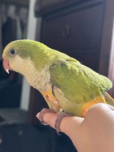Tamed Green Opaline Quaker parrot - Photo 2