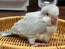 Handfed Blue pallidino Quaker baby
