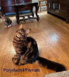 MAINECOONKITTENS AND ADULT, PUREBRED - Photo 5