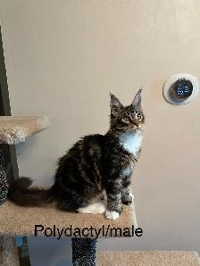 MAINECOONKITTENS AND ADULT, PUREBRED - Photo 7