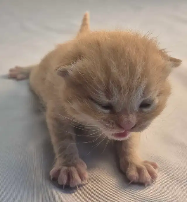 Chatons  British Shorthair aux couleurs rares, CCA-AF
