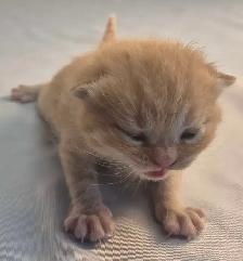 Chatons  British Shorthair aux couleurs rares, CCA-AF