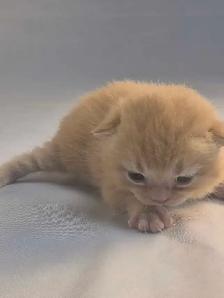 Chatons  British Shorthair aux couleurs rares, CCA-AF - Photo 2