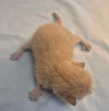 Chatons  British Shorthair aux couleurs rares, CCA-AF - Photo 3