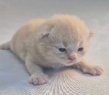 Chatons  British Shorthair aux couleurs rares, CCA-AF - Photo 4