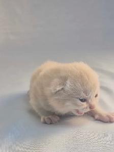 Chatons  British Shorthair aux couleurs rares, CCA-AF - Photo 5