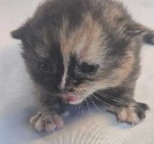 Chatons  British Shorthair aux couleurs rares, CCA-AF - Photo 6