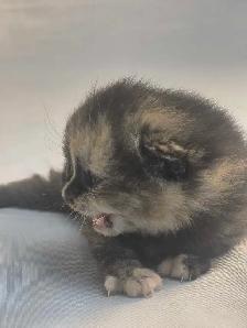 Chatons  British Shorthair aux couleurs rares, CCA-AF - Photo 7