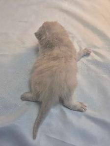 Chatons  British Shorthair aux couleurs rares, CCA-AF - Photo 8