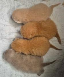 Chatons  British Shorthair aux couleurs rares, CCA-AF - Photo 9