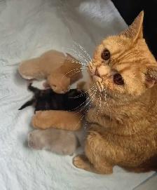 Chatons  British Shorthair aux couleurs rares, CCA-AF - Photo 10