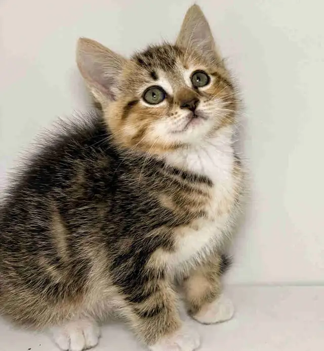 Tabby Calico Kitten