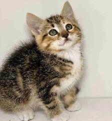 Tabby Calico Kitten