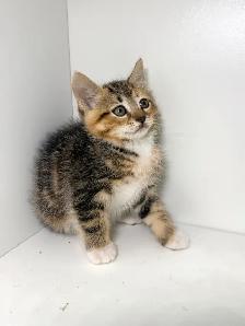 Tabby Calico Kitten - Photo 2