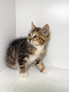 Tabby Calico Kitten - Photo 3