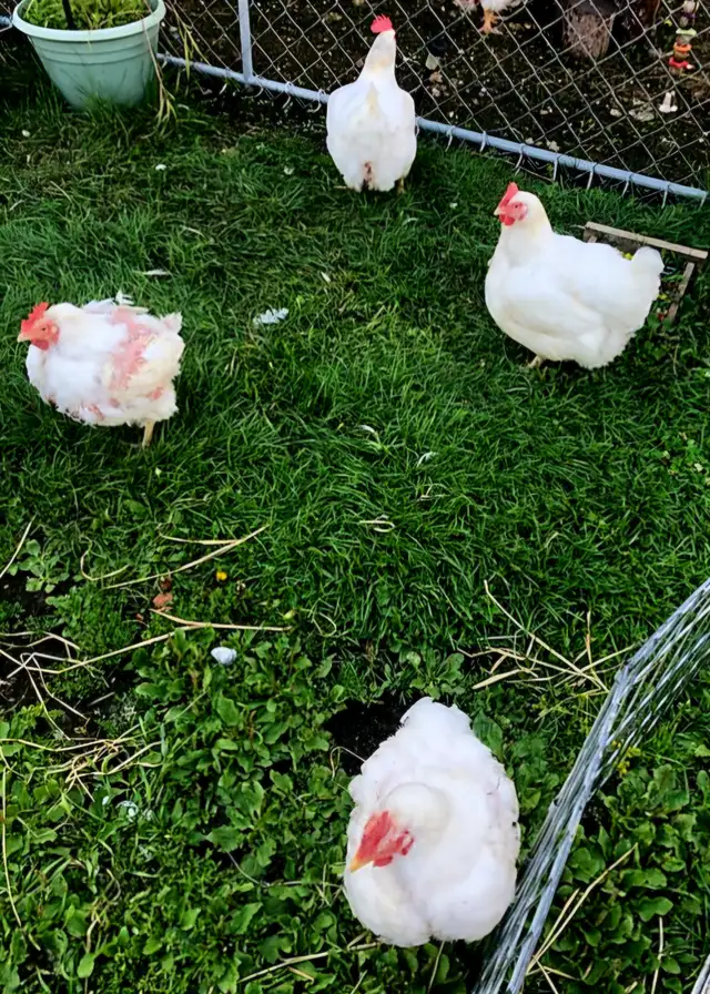 Meat Chickens