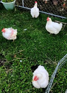 Meat Chickens