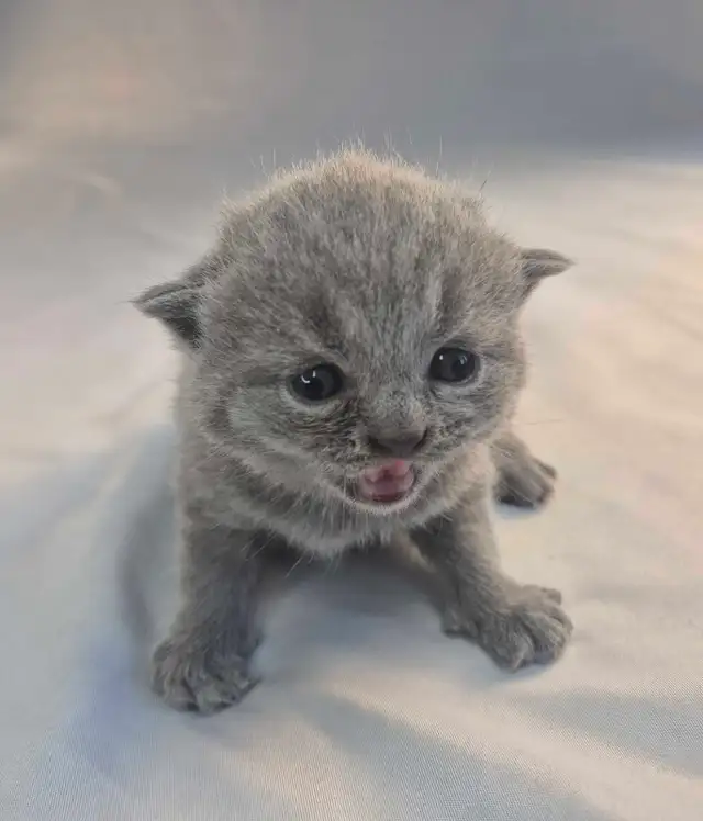 British Shorthair blue kittens/ chatons CCA-AFC