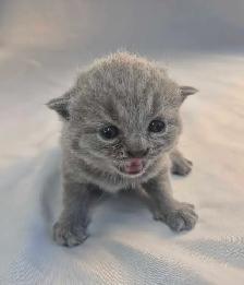 British Shorthair blue kittens/ chatons CCA-AFC