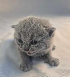 British Shorthair blue kittens/ chatons CCA-AFC - Photo 2