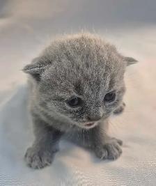 British Shorthair blue kittens/ chatons CCA-AFC - Photo 3