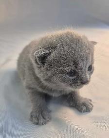British Shorthair blue kittens/ chatons CCA-AFC - Photo 4