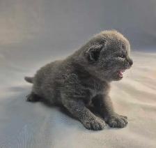 British Shorthair blue kittens/ chatons CCA-AFC - Photo 5