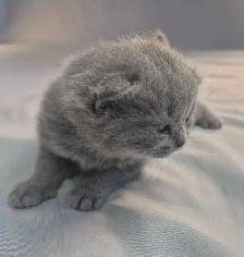 British Shorthair blue kittens/ chatons CCA-AFC - Photo 6