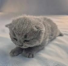 British Shorthair blue kittens/ chatons CCA-AFC - Photo 7