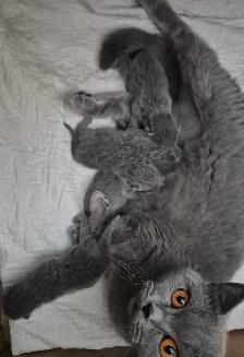 British Shorthair blue kittens/ chatons CCA-AFC - Photo 8