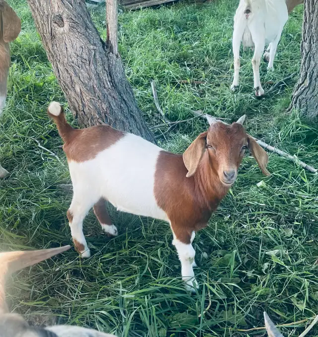 Oreo boer doeling for sale