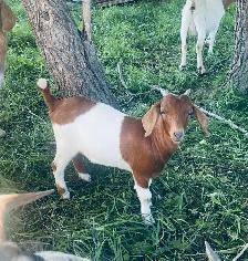 Oreo boer doeling for sale