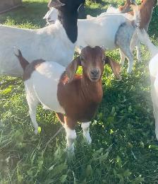 Oreo boer doeling for sale - Photo 2