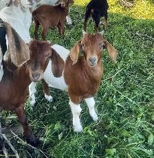 Oreo boer doeling for sale - Photo 3