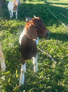 Oreo boer doeling for sale - Photo 4