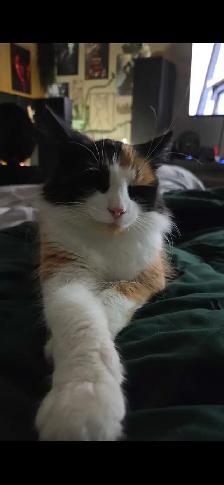In need of a new home! - Photo 4